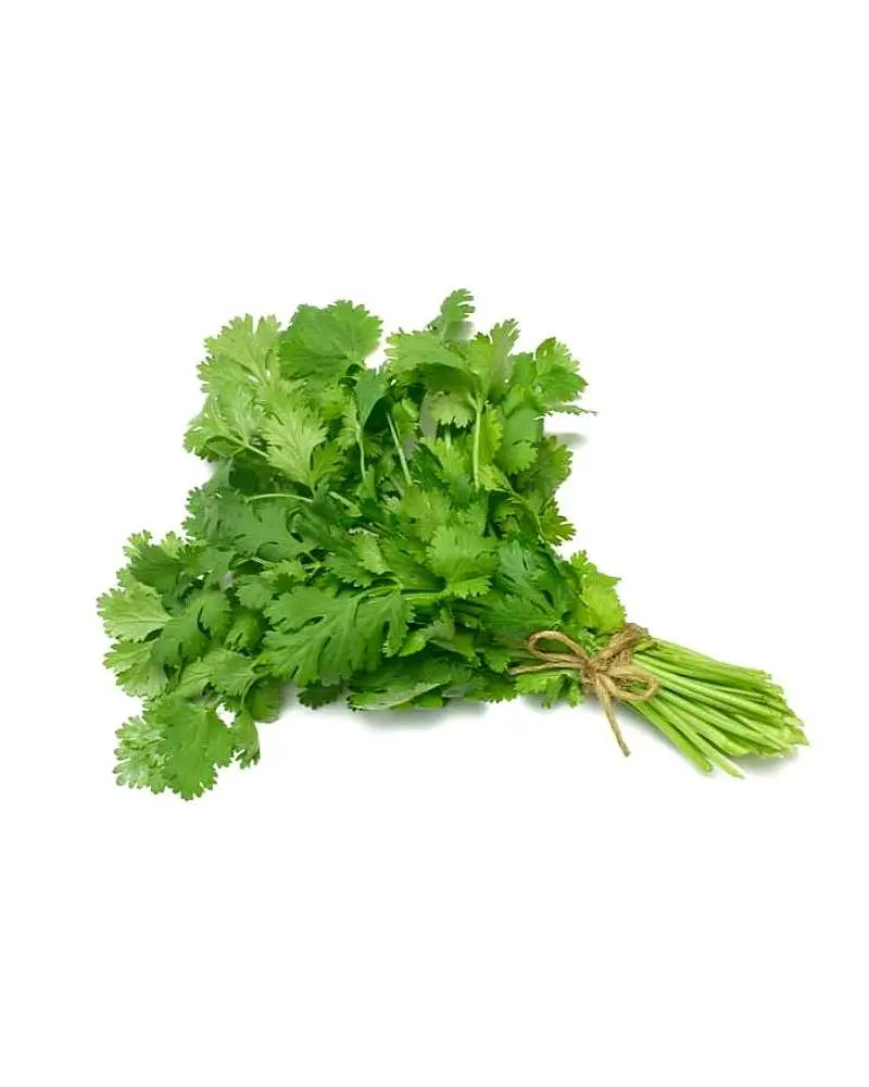 CILANTRO X ATADO